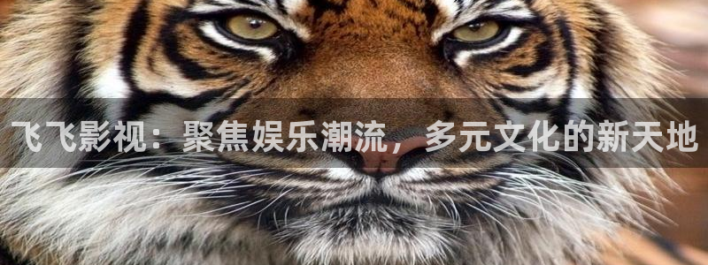 穿梭在韓國影視世界的小說：飛飛影視：聚焦娛樂潮流，多元文化的新天地